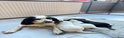 Sprocker dogs for sale: Sprocker spaniel - Ready for their forever home   in Ottery Saint Mary - Advert 1