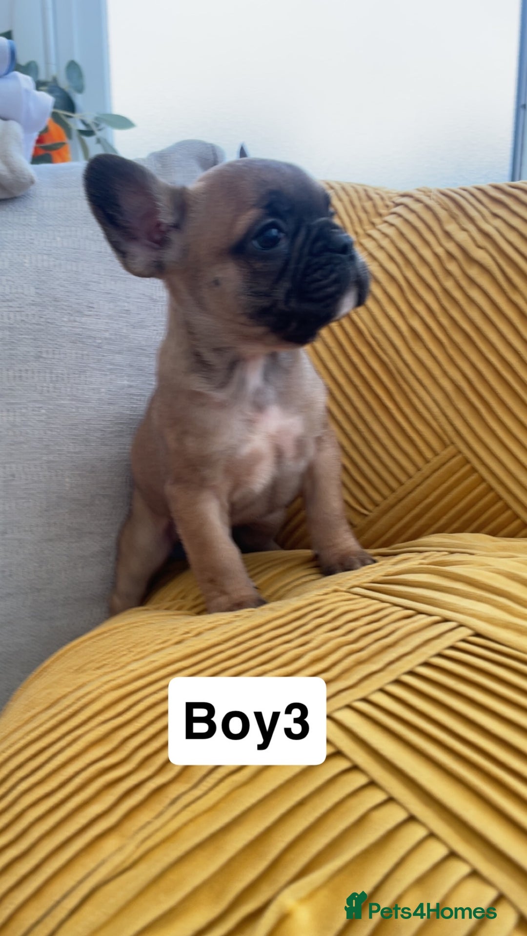 French Bulldog dogs for sale: Ready now!!! Rainbow litter - Image 11