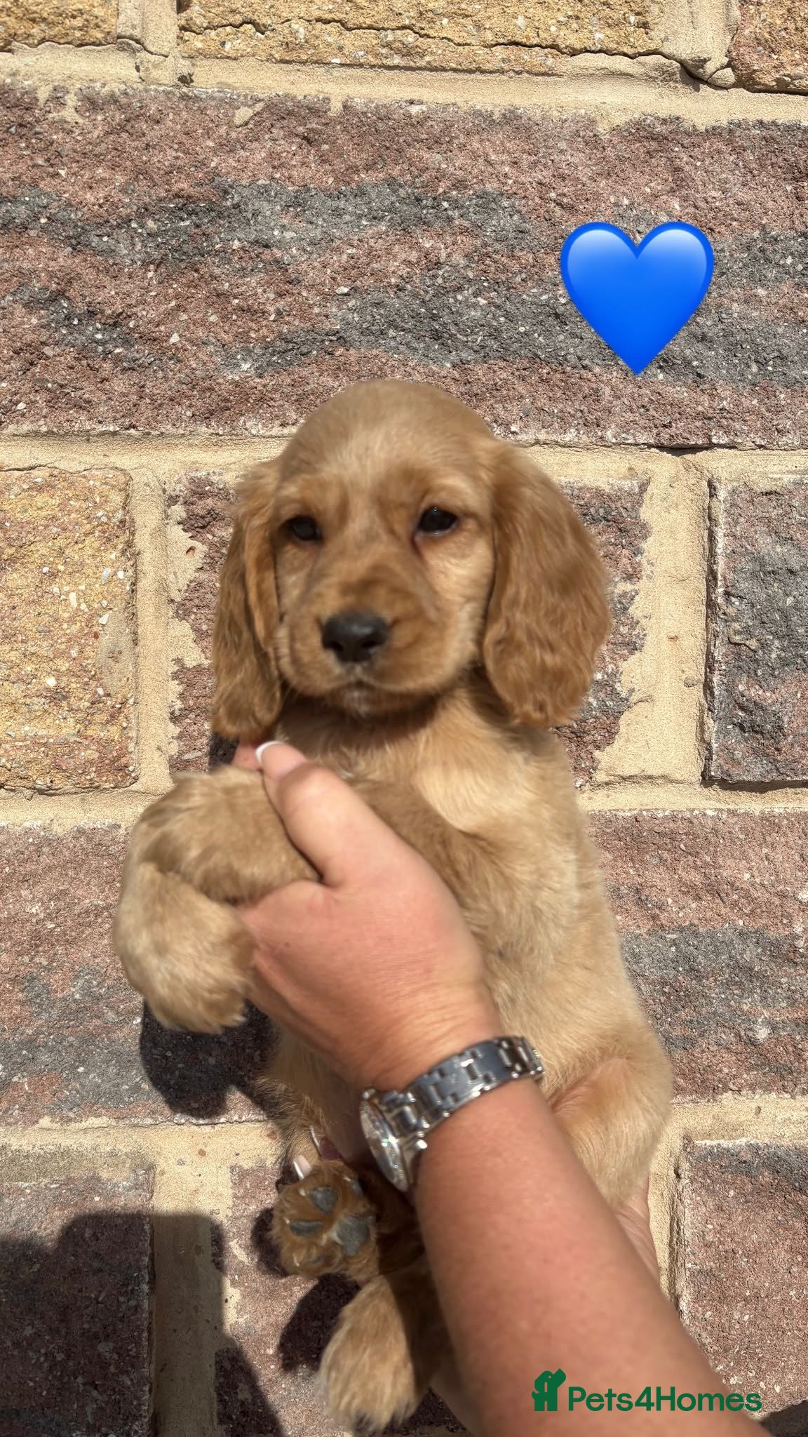 Cocker Spaniel dogs Working cocker spaniels  - Advert 1