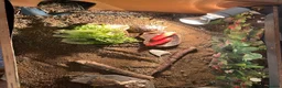 Hermann Tortoise reptiles for sale: 2 year old Herman’s tortoise  in Shepton Mallet - Advert 4