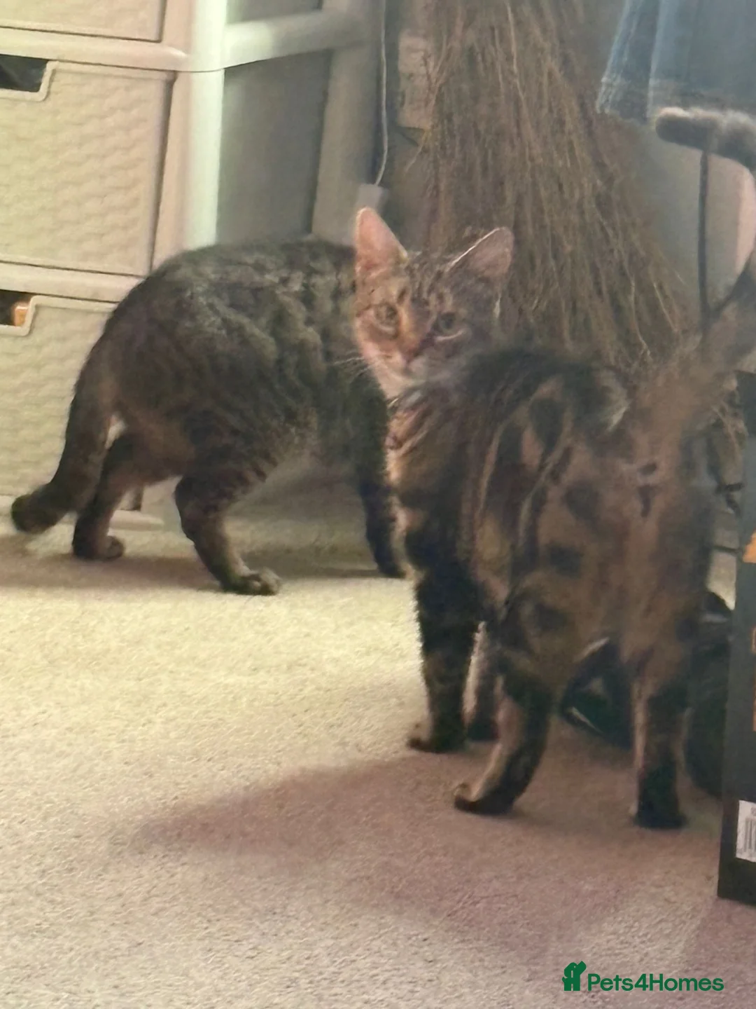 Bengal cats for sale: Beautiful Bengal girl needs a new home - Advert 6