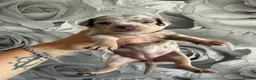 Chiweenie dogs for sale: Chiweenie chihuahua dachshund pups  - Advert 6
