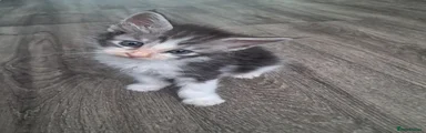 Maine Coon 1