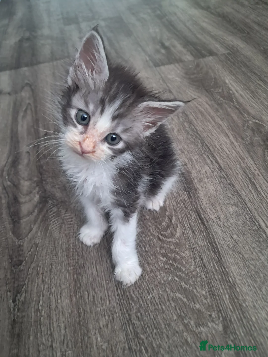 Maine Coon cats for sale: Lovely maincoons  - Advert 2