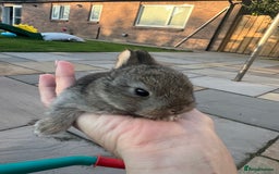 Mixed Breed rabbits for sale: Mini lop X bunnies - Image 8