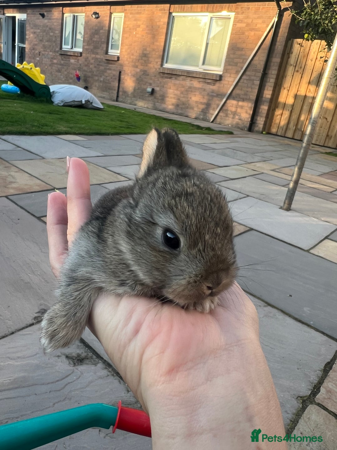 Mixed Breed rabbits for sale: Mini lop X bunnies - Image 8