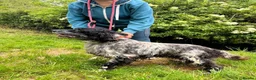 English Setter dogs for adoption: Terry in Norwich - Advert 4
