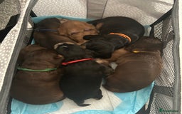 Cocker Spaniel dogs for sale: 🐾Cocker Spaniel Puppies-Ready in 5 Weeks🐾 - Image 6