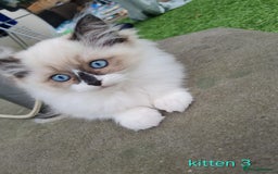 Ragdoll cats for sale: Beautiful ragdoll kittens 1 female left - Image 12