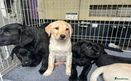 Labrador Retriever dogs for sale: Kc registered Labrador puppies  - Image 1