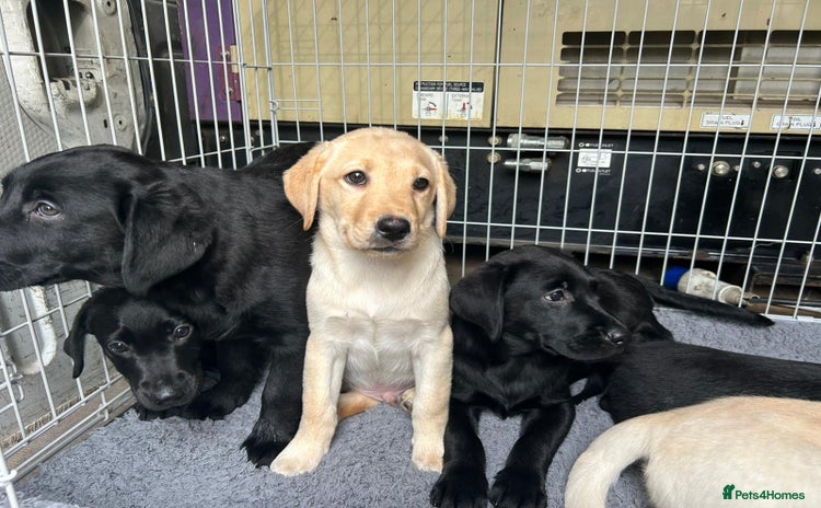Labrador Retriever dogs - Advert 11