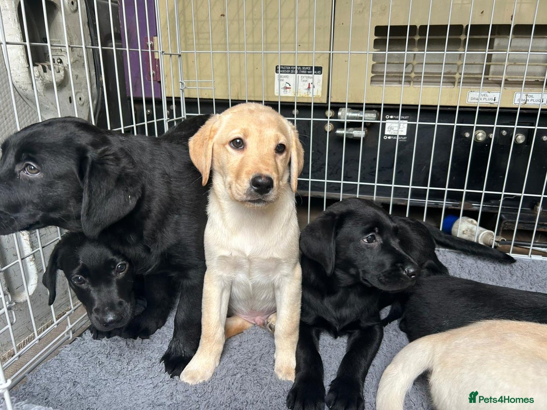 Labrador Retriever dogs for sale: Kc registered Labrador puppies  - Image 1