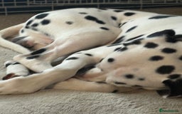 Dalmatian dogs for sale: Heartbreaking Sale – 2-Year-Old Male Dalmatian - Image 3