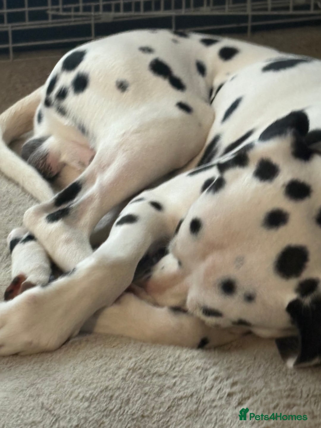 Dalmatian dogs for sale: Heartbreaking Sale – 2-Year-Old Male Dalmatian - Image 3
