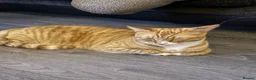 American Shorthair cats for sale: Meet Tigs - Advert 3