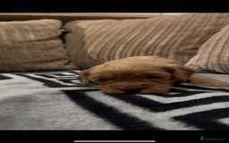 Cavapoo dogs for sale: 🐶 Beautiful Red Cavapoo Puppies – Ready November  - Image 39