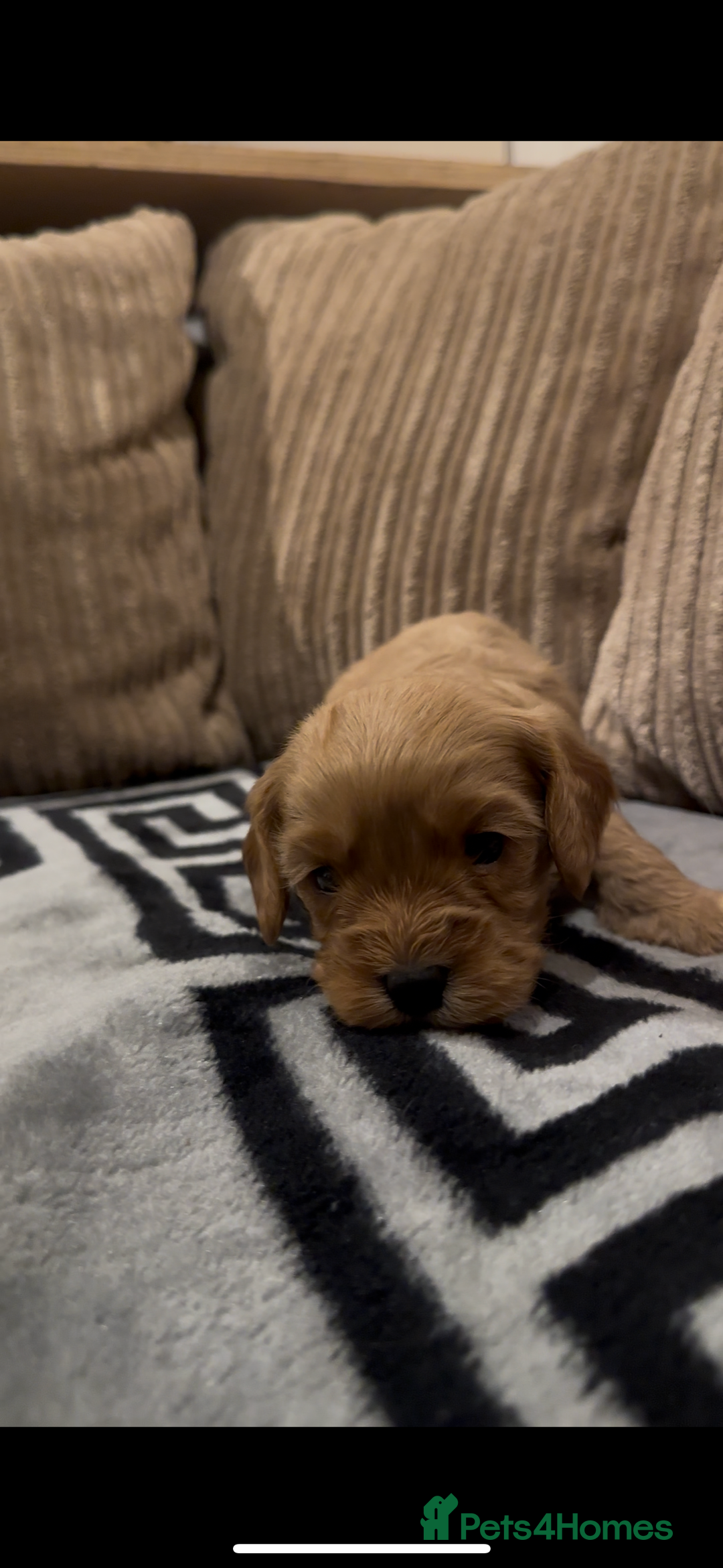 Cavapoo dogs for sale: 🐶 Beautiful Red Cavapoo Puppies – Ready November  - Image 39