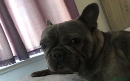 French Bulldog dogs for sale: French bull dog  - Image 4