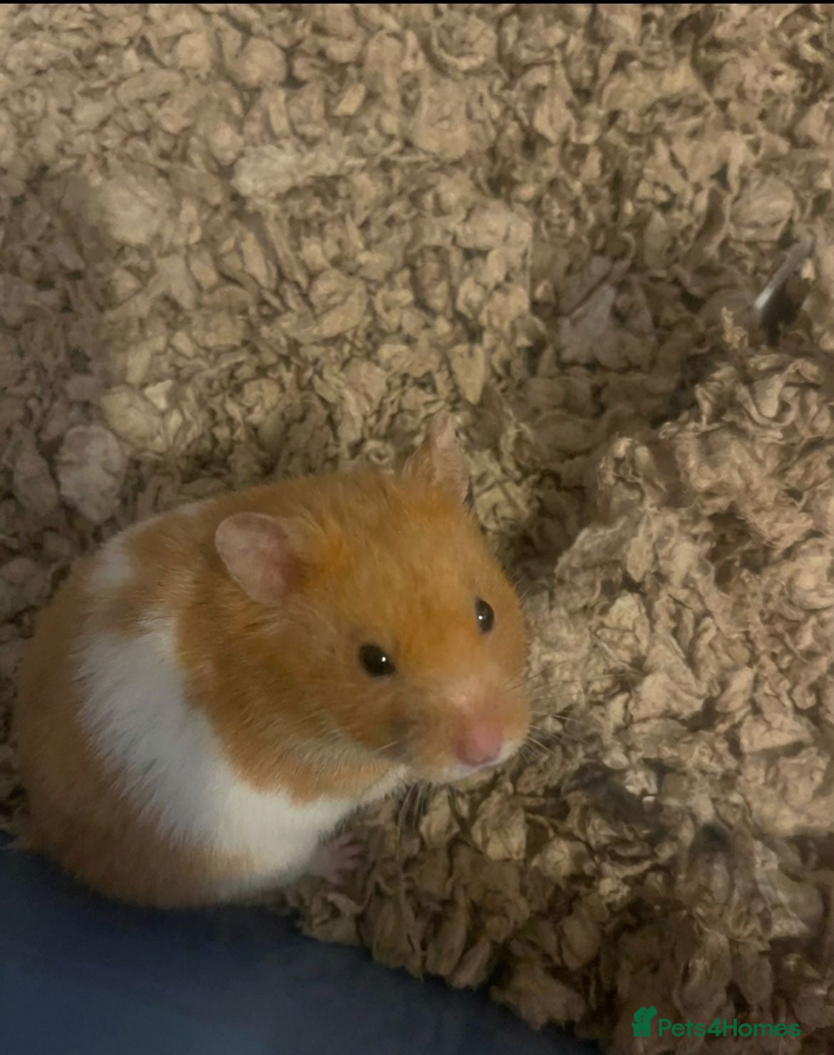 Hamster rodents 6 month old male Syrian hamster and enclosure  - Advert 3