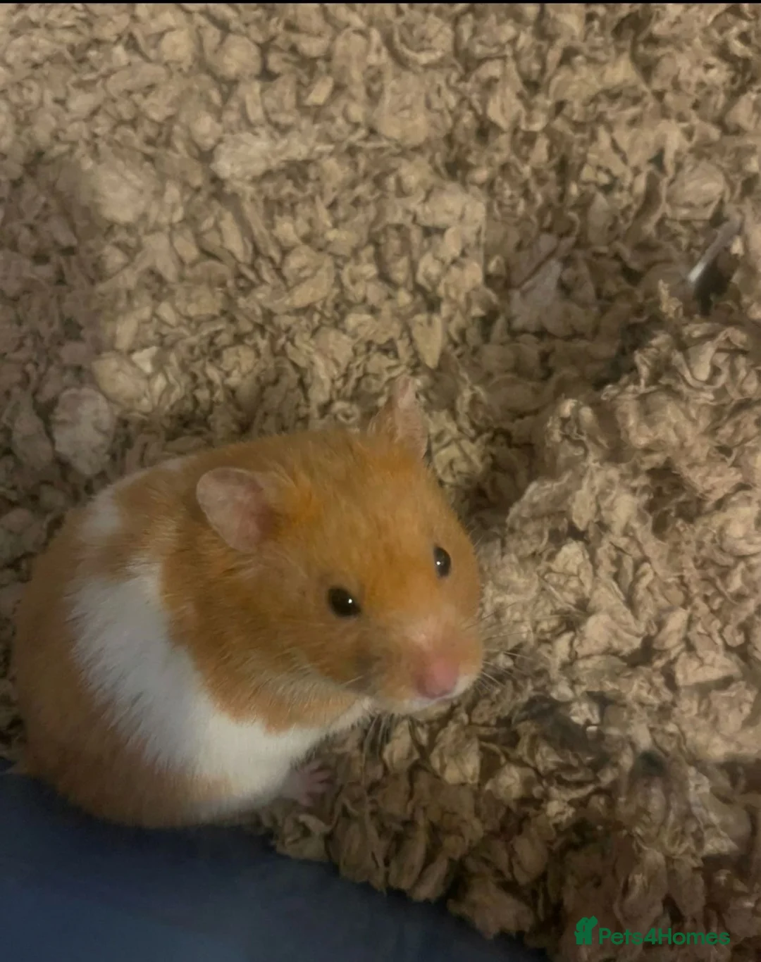 Hamster rodents for sale: 6 month old male Syrian hamster and enclosure  - Advert 1
