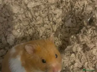 Hamster rodents 6 month old male Syrian hamster and enclosure - Advert 1