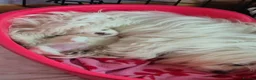 Maltese dogs for sale: MALTESE girl - Advert 7