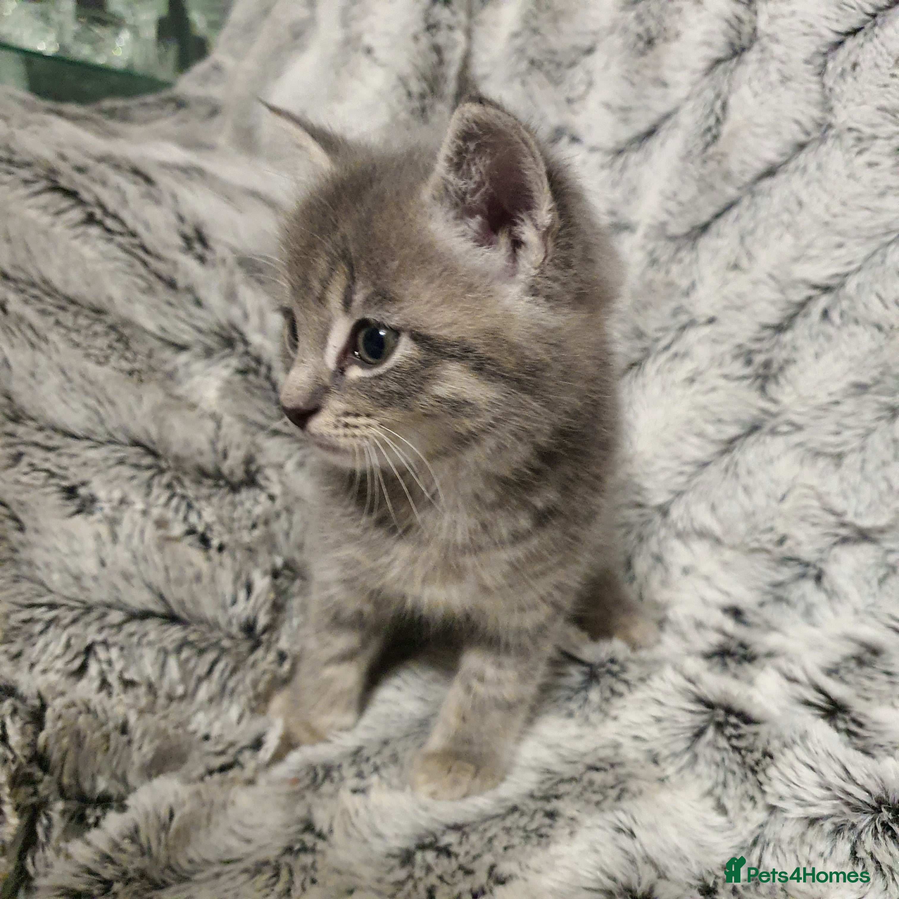 Mixed Breed cats 5 cute 😍 kittens  - Advert 4