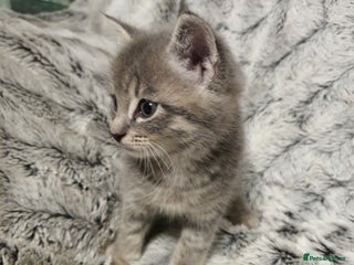 Mixed Breed cats 5 cute 😍 kittens - Advert 1