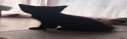 Mixed Breed cats for sale: Black female kitten  - Advert 2