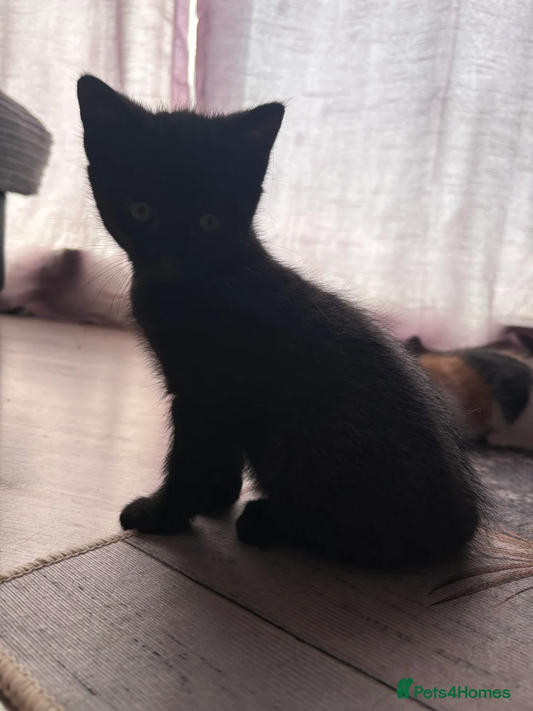 Mixed Breed cats for sale: Black female kitten  - Advert 2