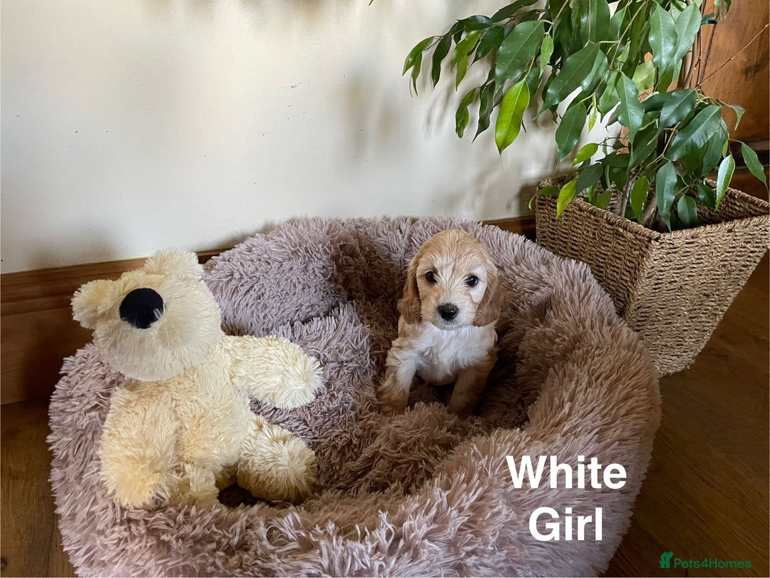 Cockapoo dogs for sale: 5⭐️⭐️⭐️⭐️⭐️RARE F1 champagne TOY Cockapoo pups!⭐️ - Image 1