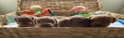 Cavapoo dogs for sale: 🐾 Exquisite F1 Cavapoo Puppies Available 🐾  - Advert 4