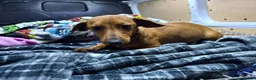 Jackshund dogs for sale: Pups for sale  in Wokingham - Advert 6