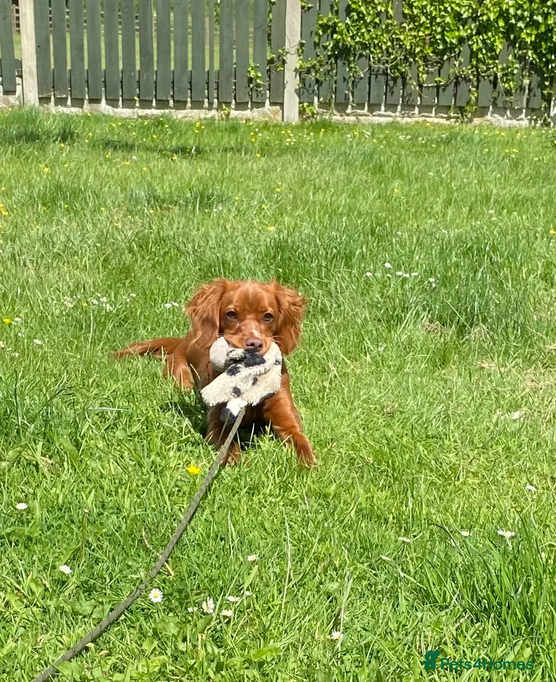 Cocker Spaniel dogs for sale: Cocker spaniel pub for sale in Denbigh - Advert 1