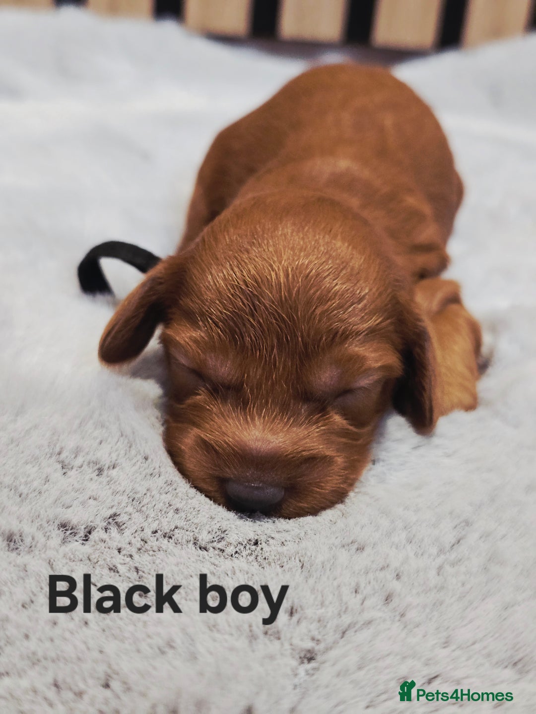Cavapoo dogs for sale:  🐕Ruby Cavapoo Toy F1bb 🧸DNA tested🧸 - Image 13