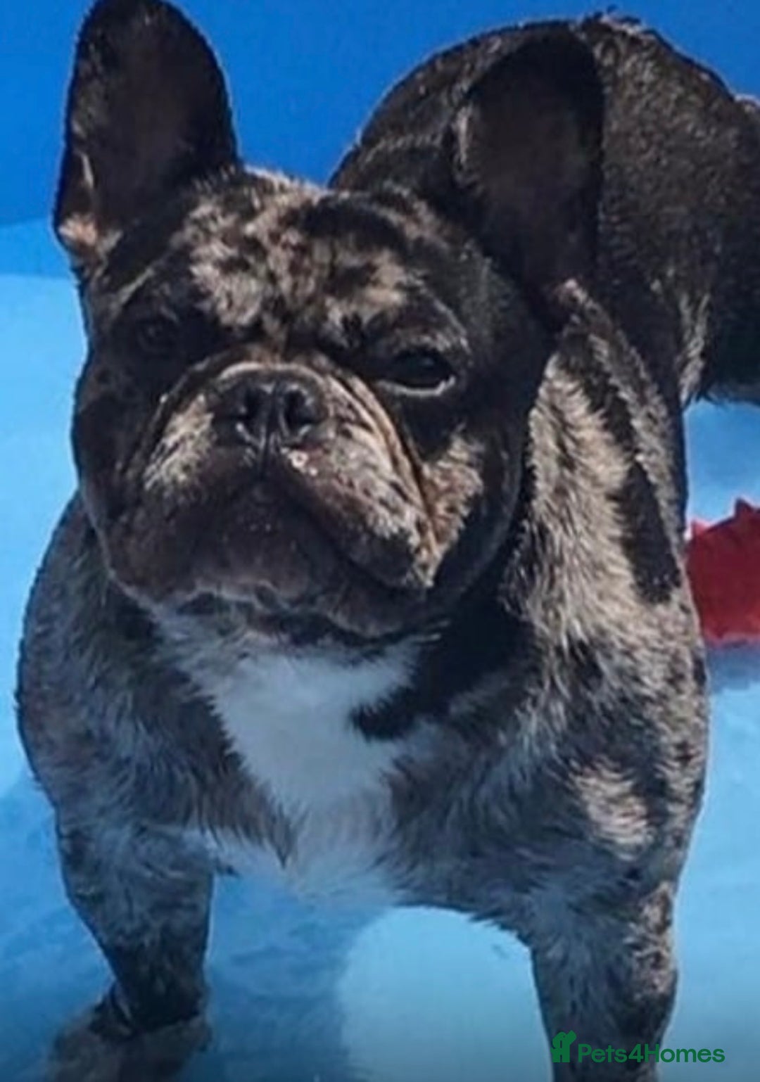 French Bulldog dogs for sale: Beautiful Merle Girl - Advert 5