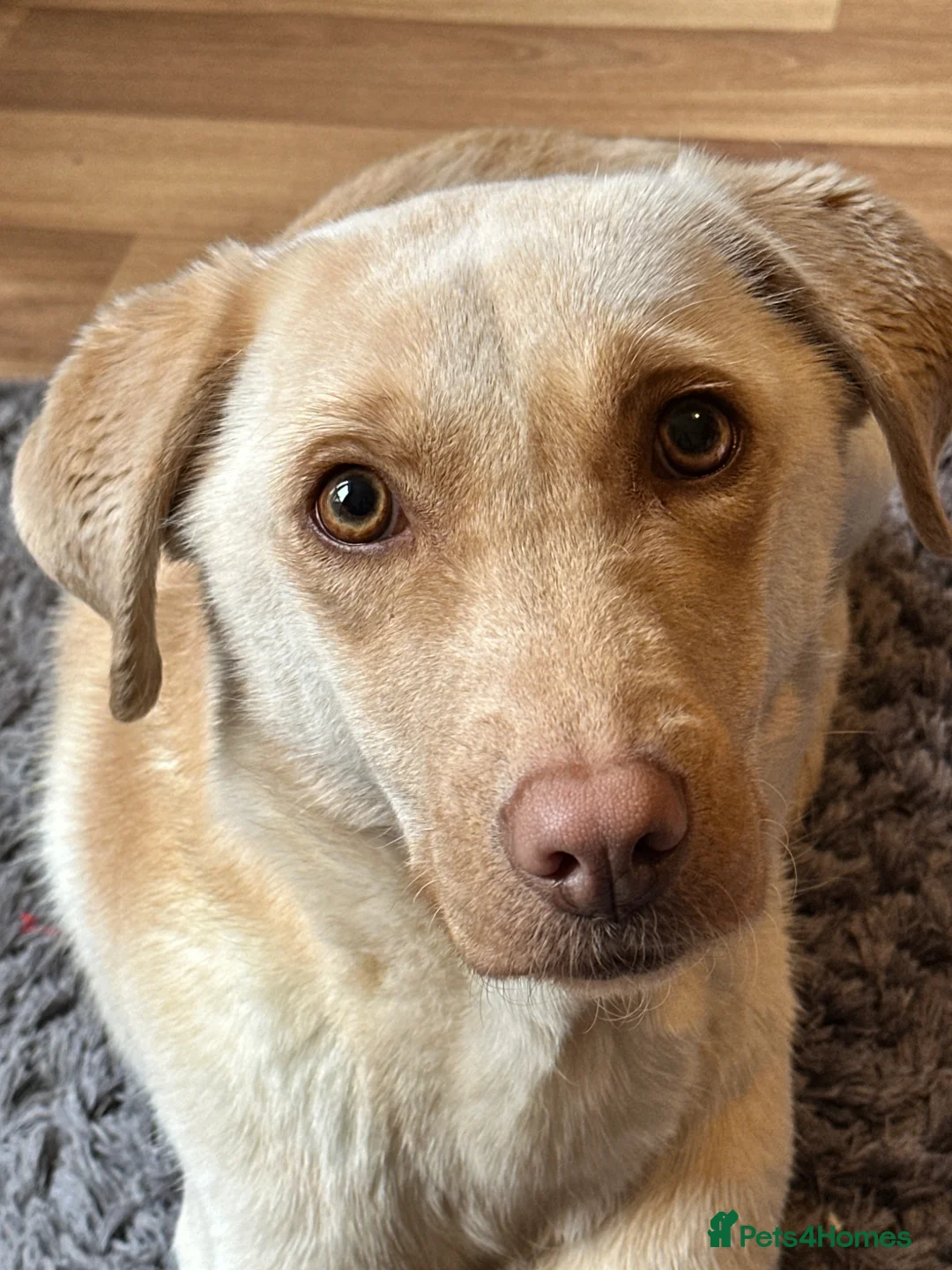 Labrador Retriever dogs for sale: Rosie (Roo) - Advert 5