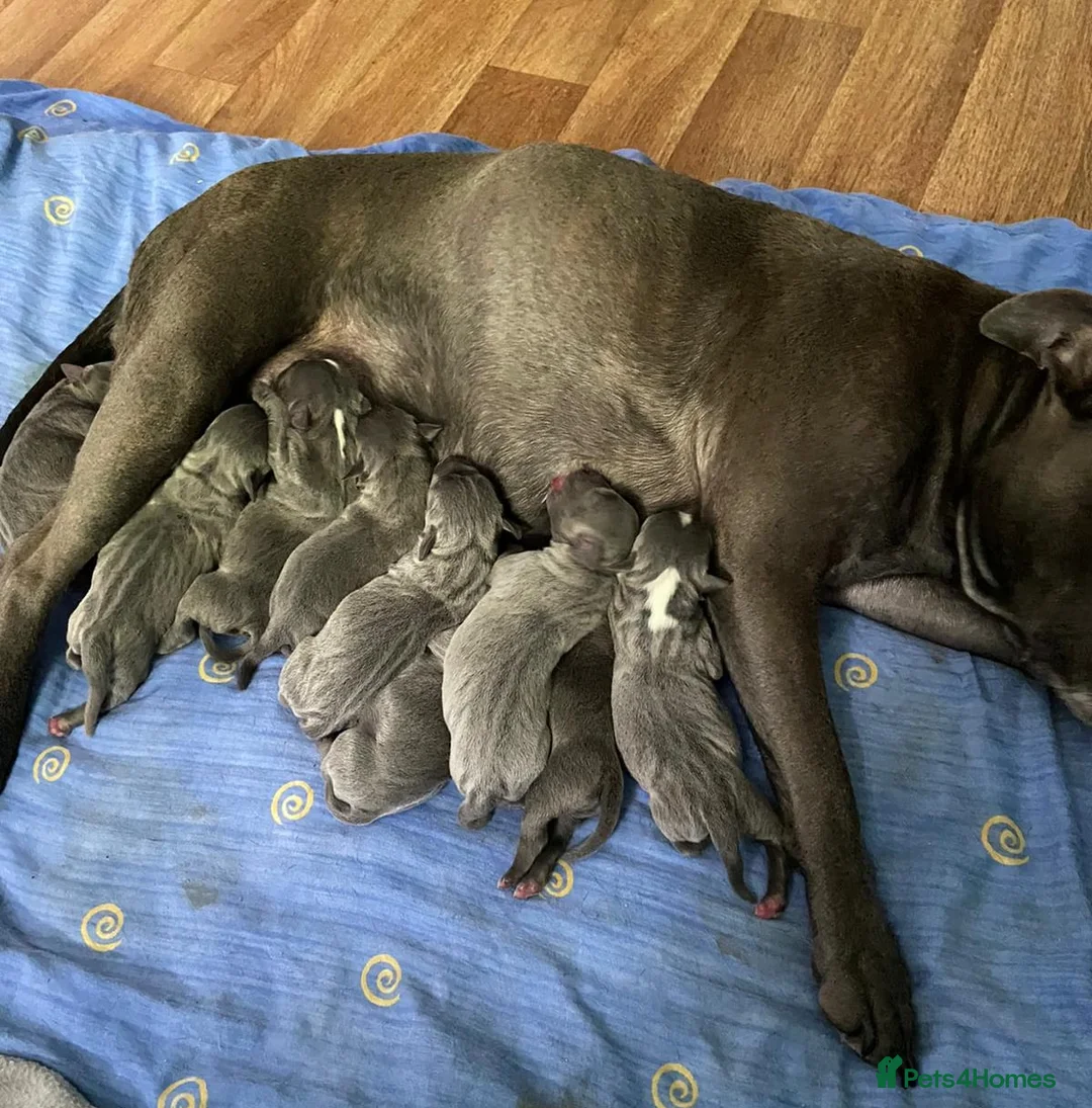 Staffordshire Bull Terrier dogs for stud: Proven Staffordshire Bull Terrier for stud in Farnborough - Advert 22