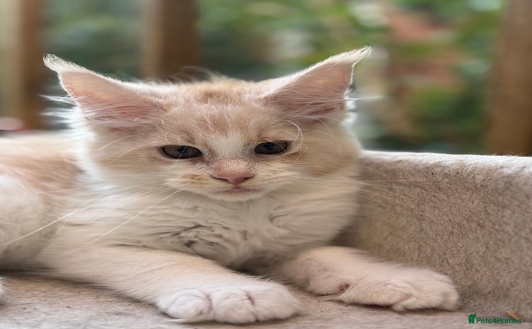 Maine Coon cats - Advert 2