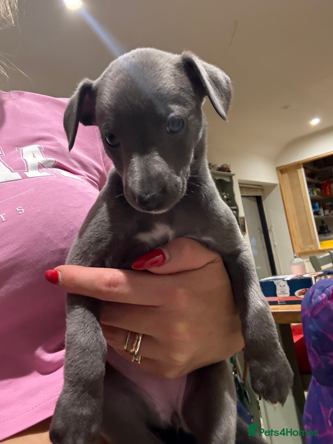 Whippet dogs for sale: Blue whippet puppies - Image 4