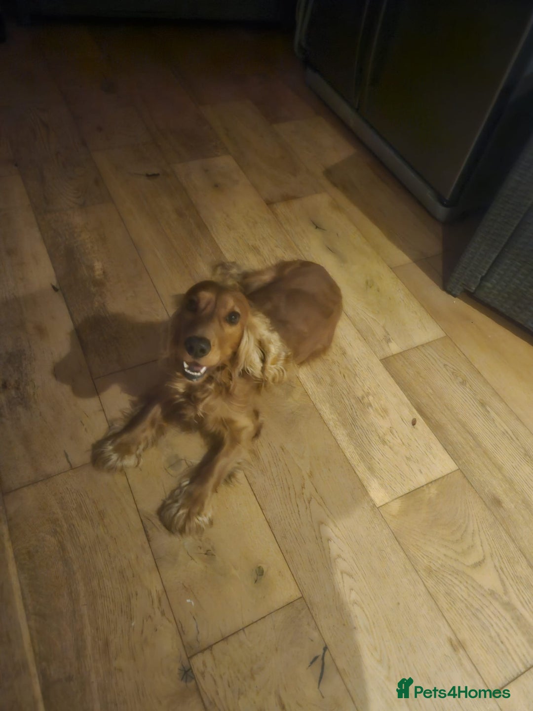 Cocker Spaniel dogs for sale: Loving, Energetic Cocker Spaniel Need for New Home - Image 2