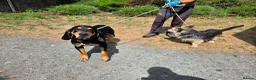 Mixed Breed dogs for adoption: Bruno - Jura Hound for adoption in Northampton - Advert 3