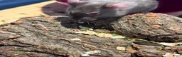 Mouse rodents for sale: 3 Female Mice  - Advert 5