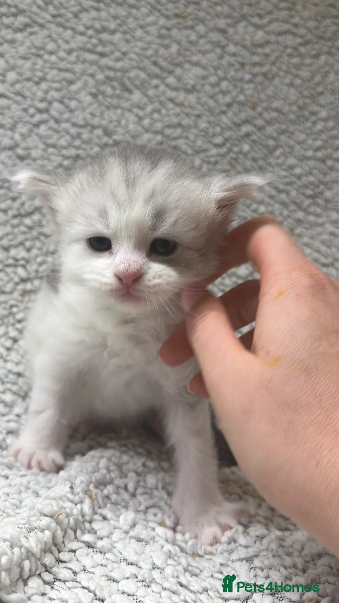 Maine Coon cats for sale: Beautiful maine coons - Advert 12