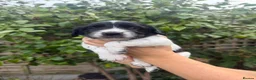 English Springer Spaniel dogs for sale: KC Registered English Springer Spaniel puppies - Advert 19