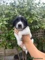 English Springer Spaniel 4