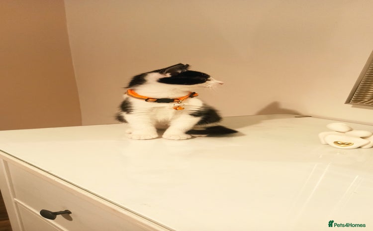 Mixed Breed cats - Advert 6