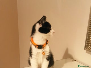 Mixed Breed cats - Advert 34