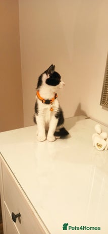 Mixed Breed cats - Advert 6