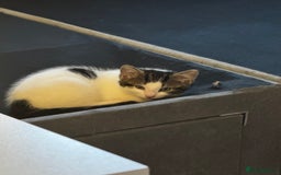 Domestic Shorthair cats for sale: 2 beautiful boy kittens  - Image 27